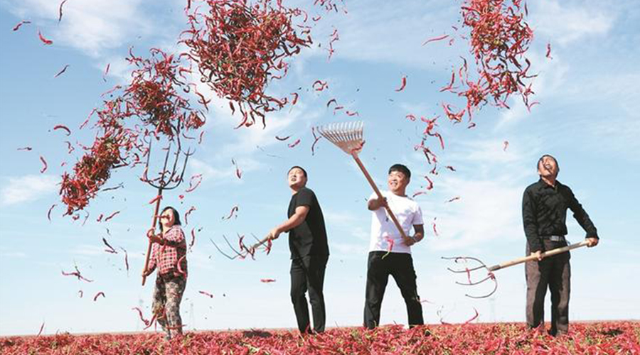 十師一八四團：“一串辣椒”映紅致富路